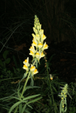 Linaria vulgaris RCP10-09 048.jpg